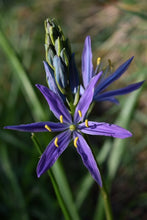 Load image into Gallery viewer, camas, great (Camassia leichtlinii)
