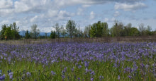 Load image into Gallery viewer, camas, common (Camassia quamash)
