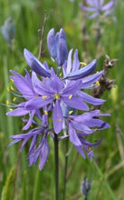 Load image into Gallery viewer, camas, common (Camassia quamash)
