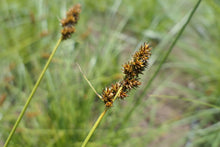 Load image into Gallery viewer, sedge, dense (Carex densa)
