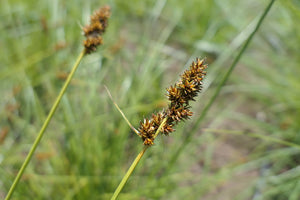 sedge, dense (Carex densa)