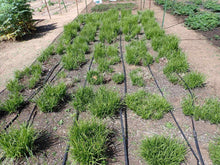 Load image into Gallery viewer, Slender-footed Sedge Plot (Carex leptopoda)
