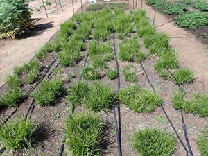 Slender-footed Sedge Plot (Carex leptopoda)