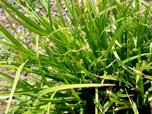 Slender-footed Sedge Plot (Carex leptopoda)