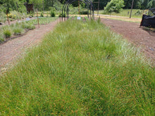 Load image into Gallery viewer, Thick-headed or Chamisso Sedge Plot (Carex pachystachya)
