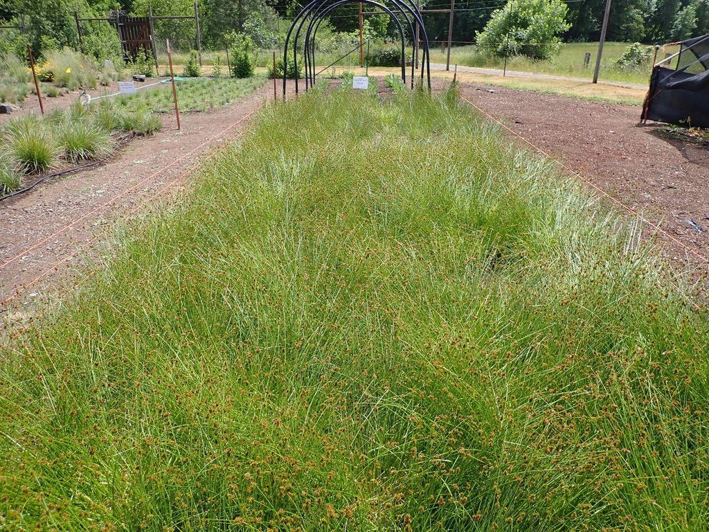 Thick-headed or Chamisso Sedge Plot (Carex pachystachya)