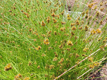 Load image into Gallery viewer, Thick-headed or Chamisso Sedge Plot (Carex pachystachya)
