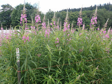Load image into Gallery viewer, fireweed (Chamaenerion angustifolium)

