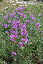 Load image into Gallery viewer, fireweed (Chamaenerion angustifolium)

