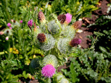 Load image into Gallery viewer, Edible Thistle Plot (Cirsium edule)
