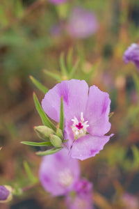 godetia, purple (Clarkia purpurea)