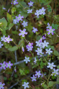 candyflower (Claytonia sibirica)