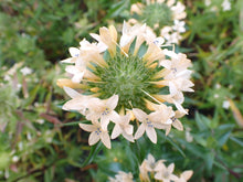 Load image into Gallery viewer, collomia, large-flowered (Collomia grandiflora)
