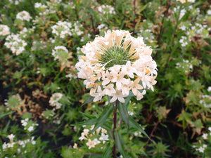collomia, large-flowered (Collomia grandiflora)