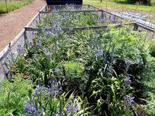 Load image into Gallery viewer, Great Camas Plot (Camassia leichtlinii)
