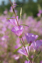 Load image into Gallery viewer, Lindley&#39;s Clarkia Plot (Clarkia amoena ssp. lindleyi)
