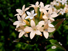 Load image into Gallery viewer, Large-Flowered Collomia Plot (Collomia grandiflora)
