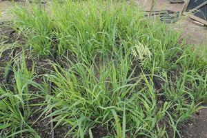 Columbia Brome Plot (Bromus vulgaris)