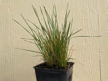 Load image into Gallery viewer, hairgrass, tufted (Deschampsia cespitosa)
