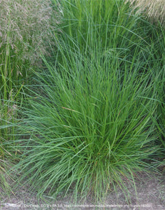 hairgrass, tufted (Deschampsia cespitosa)