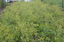 Load image into Gallery viewer, Sticky Cinquefoil Plot (Drymocallis glandulosa var. glandulosa)
