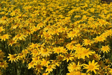 Load image into Gallery viewer, Oregon sunshine (Eriophyllum lanatum)
