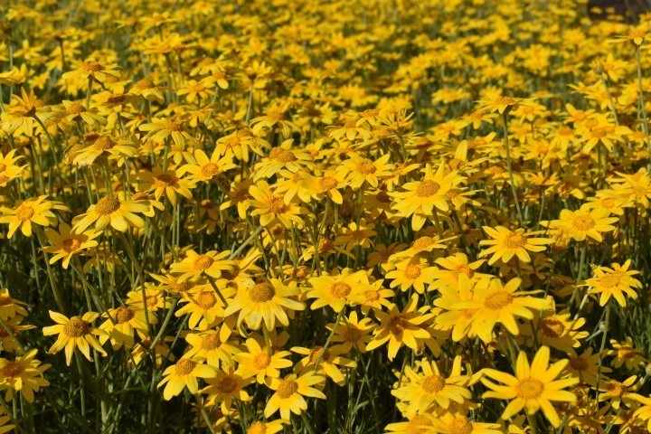 Oregon sunshine (Eriophyllum lanatum)