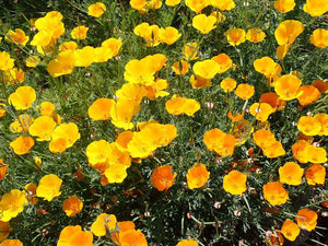 California Poppy Plot  (Eschscholzia californica)