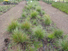 Load image into Gallery viewer, California Fescue Plot (Festuca californica)
