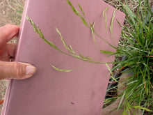 Load image into Gallery viewer, California Fescue Plot (Festuca californica)
