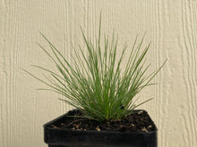 Load image into Gallery viewer, fescue, Roemer&#39;s  (Festuca roemeri)

