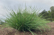 Load image into Gallery viewer, fescue, Roemer&#39;s  (Festuca roemeri)
