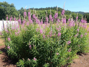 Fireweed Plot (Chamaenerion angustifolium)