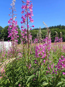 Fireweed Plot (Chamaenerion angustifolium)