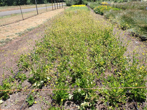 Largeleaf Avens Plot (Geum macrophyllum)