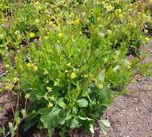 Load image into Gallery viewer, Largeleaf Avens Plot (Geum macrophyllum)
