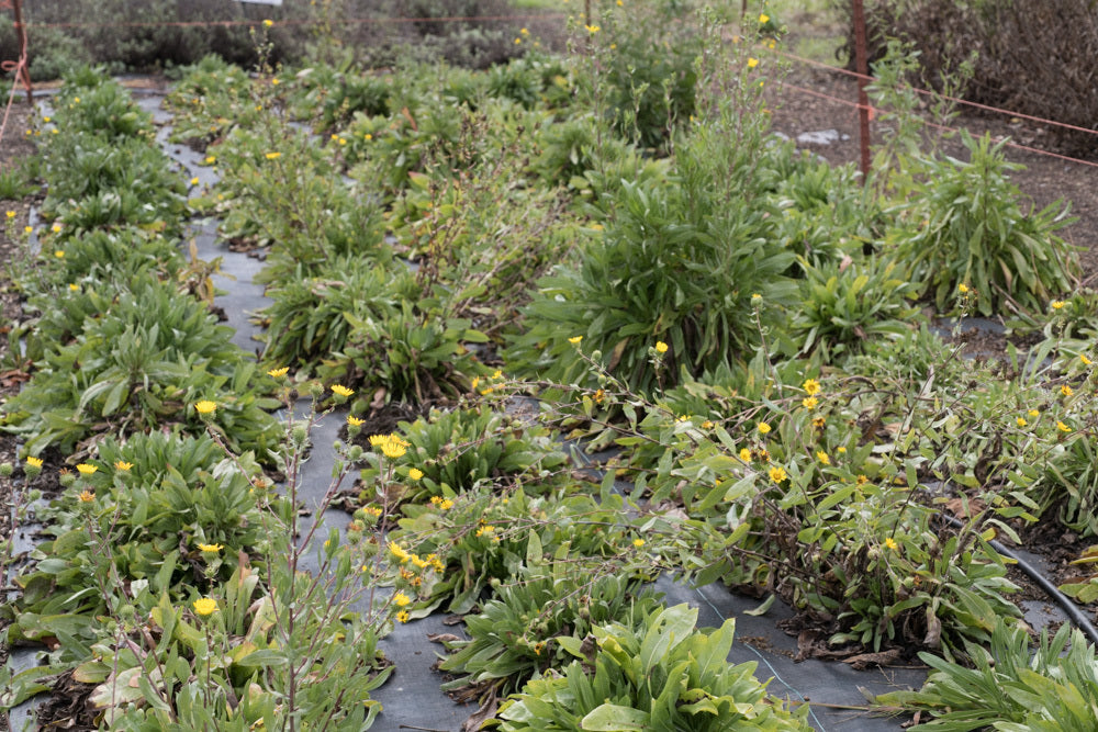 Willamette Valley Gumweed Plot  (Grindelia integrifolia)