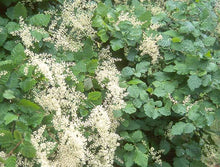 Load image into Gallery viewer, ocean spray (Holodiscus discolor)
