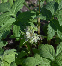 Load image into Gallery viewer, Pacific Snakeroot and Pacific or Slender-stemmed Waterleaf Plot (Sanicula crassicaulis and Hydrophyllum tenuipes)
