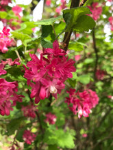 Load image into Gallery viewer, currant, red flowering (Ribes sanguineum)
