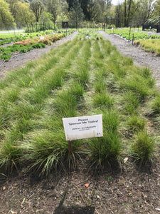 Slender Rush Plot (Juncus occidentalis)