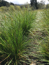 Load image into Gallery viewer, rush, slender (Juncus occidentalis)
