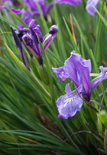 Load image into Gallery viewer, iris, tough leaf (Iris tenax)
