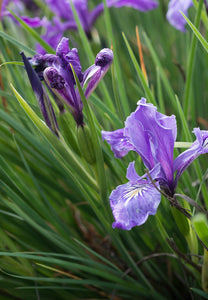 iris, tough leaf (Iris tenax)