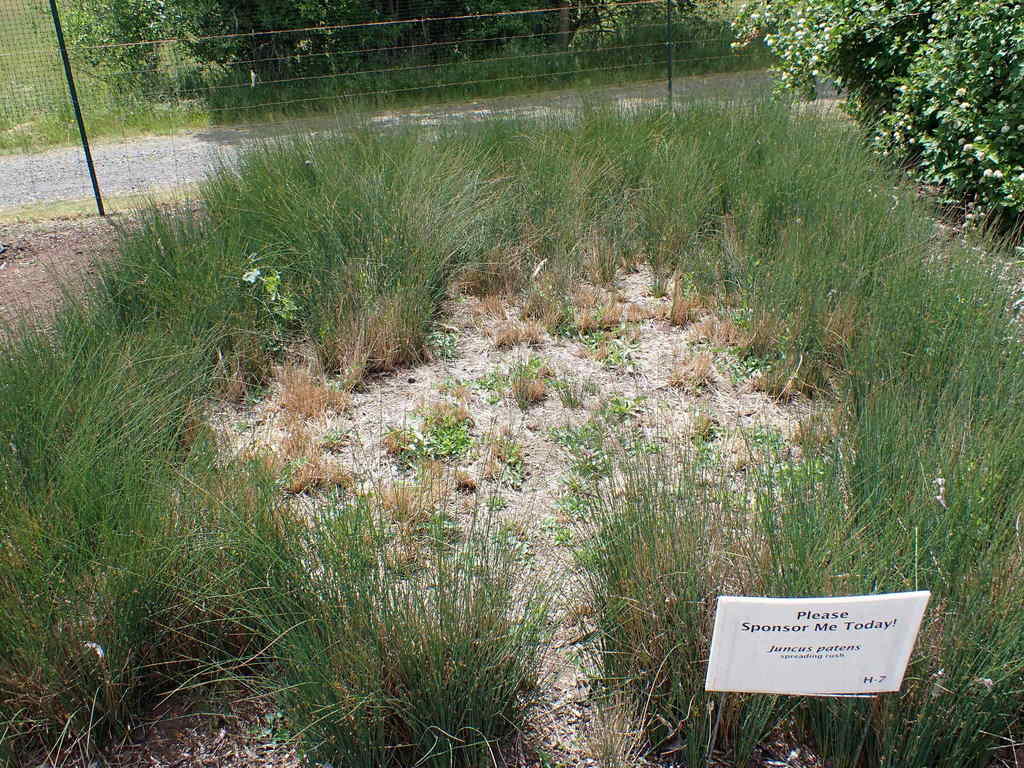 Spreading Rush Plot (Juncus patens)