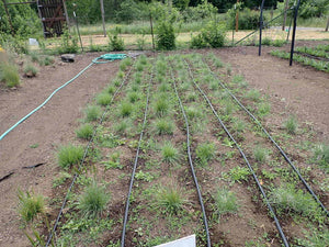 Junegrass Plot (Koeleria macrantha)