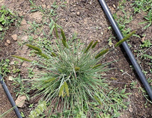 Load image into Gallery viewer, Junegrass Plot (Koeleria macrantha)
