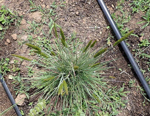 Junegrass Plot (Koeleria macrantha)