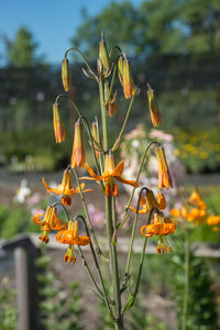 lily, tiger (Lilium columbianum)