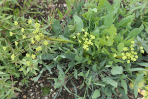 Barestem Biscuitroot Plot (Lomatium nudicaule)